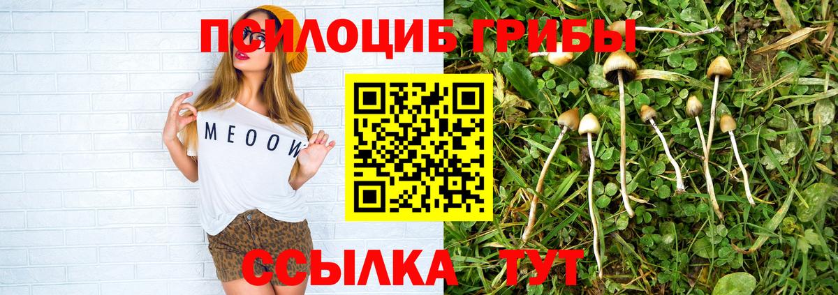 Галлюциногенные грибы Psilocybine cubensis Ачхой-Мартан